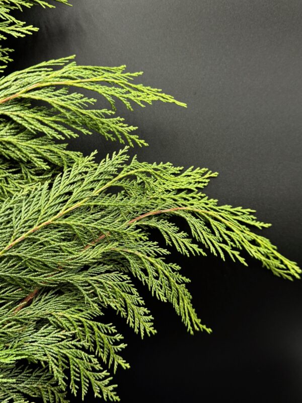 Port Orford Cedar - Image 2