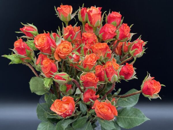 Spray Roses - Image 3