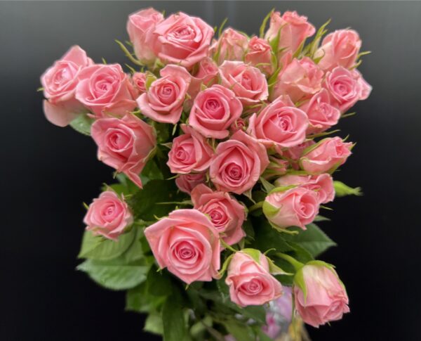 Spray Roses - Image 2