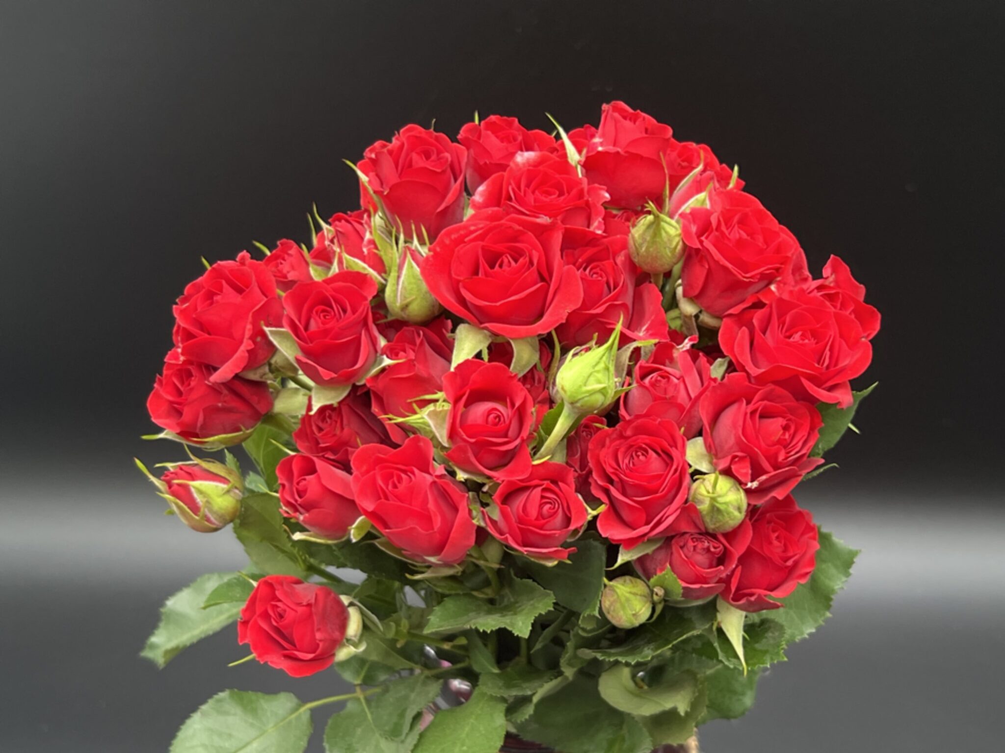 Red Marabel Spray Roses Spray Roses - US Greens
