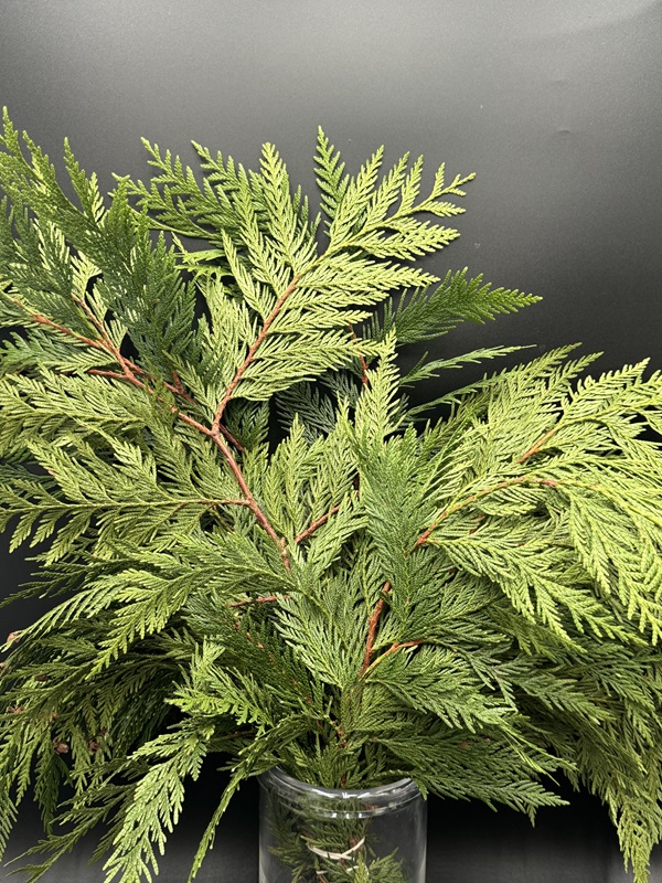 Western Red Cedar - Image 3