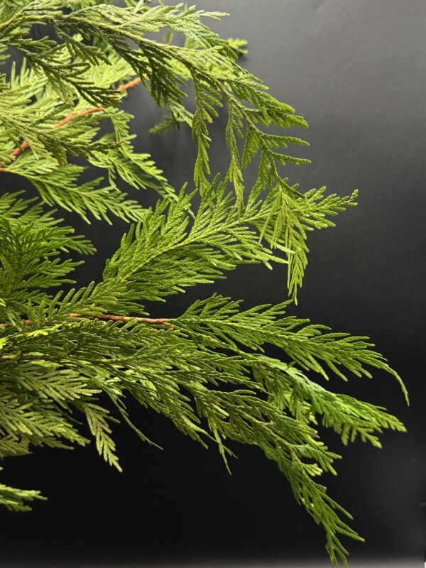 Western Red Cedar - Image 2