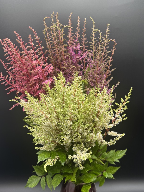 Astilbe