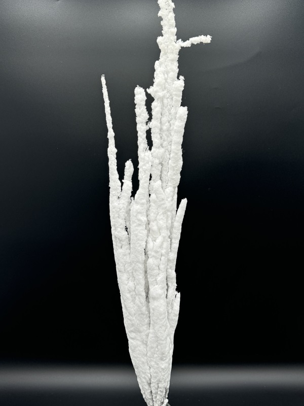 Birch Branches Frosted Snow