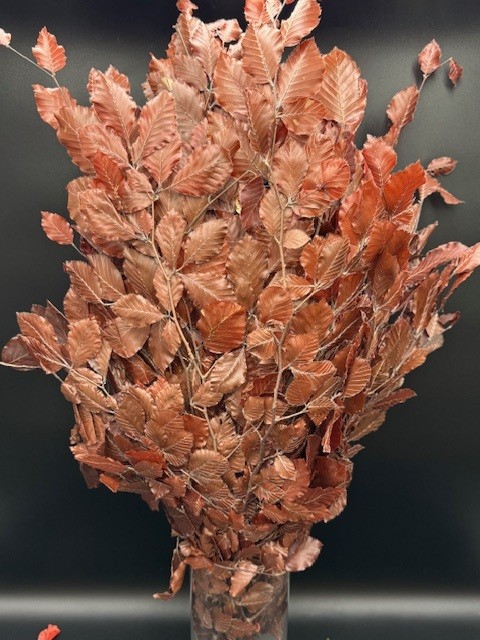 Copper Beech Burgundy