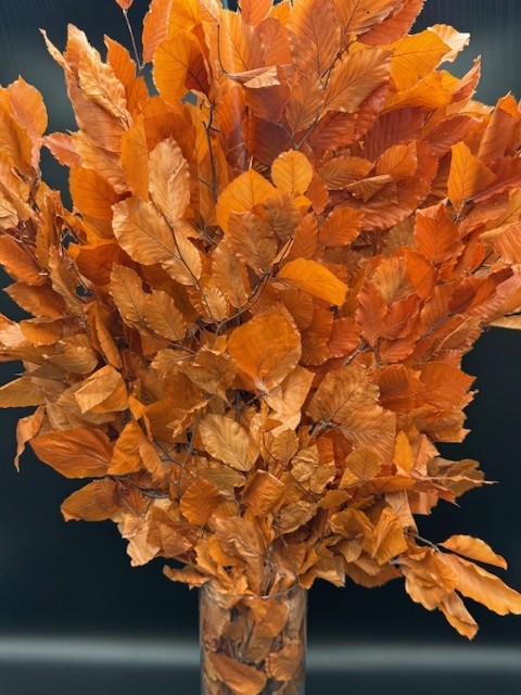 Copper Beech Orange