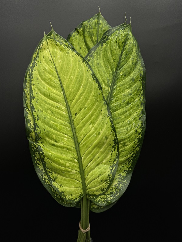 DIFFENBACHIA LEMON