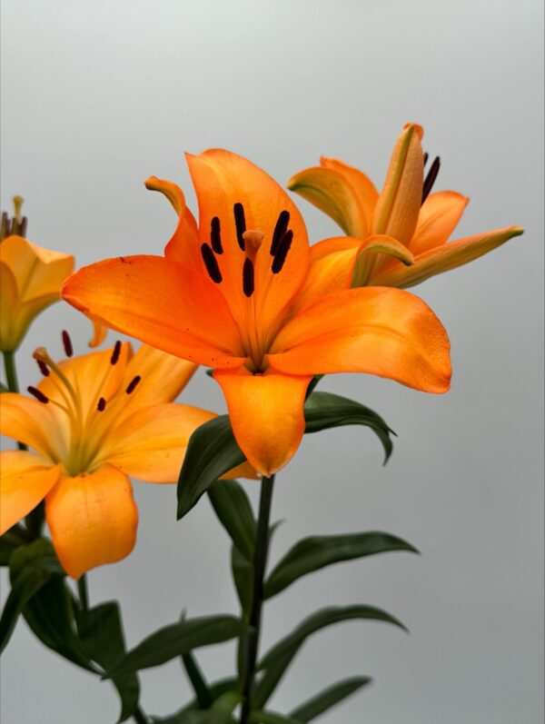 L.A Lilies - Image 2