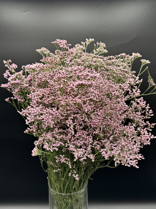 Limonium - Image 3