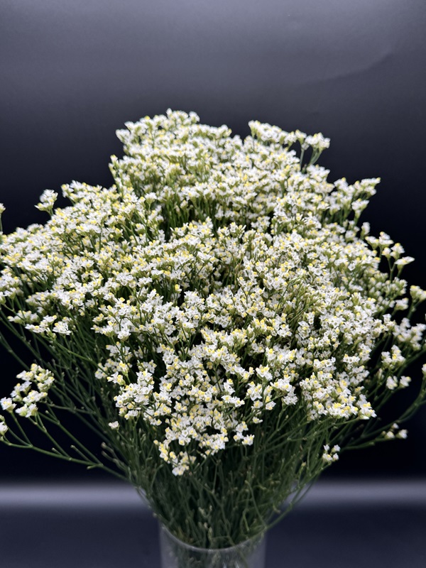 Limonium - Image 4