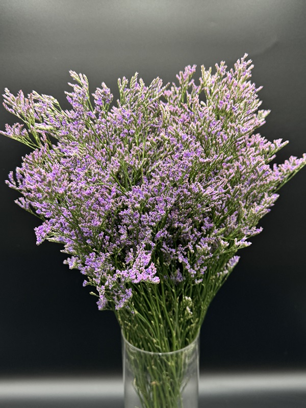Limonium