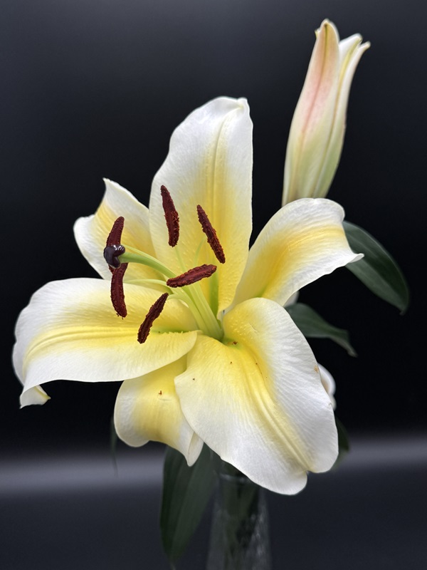 Oriental Lilies - Image 3