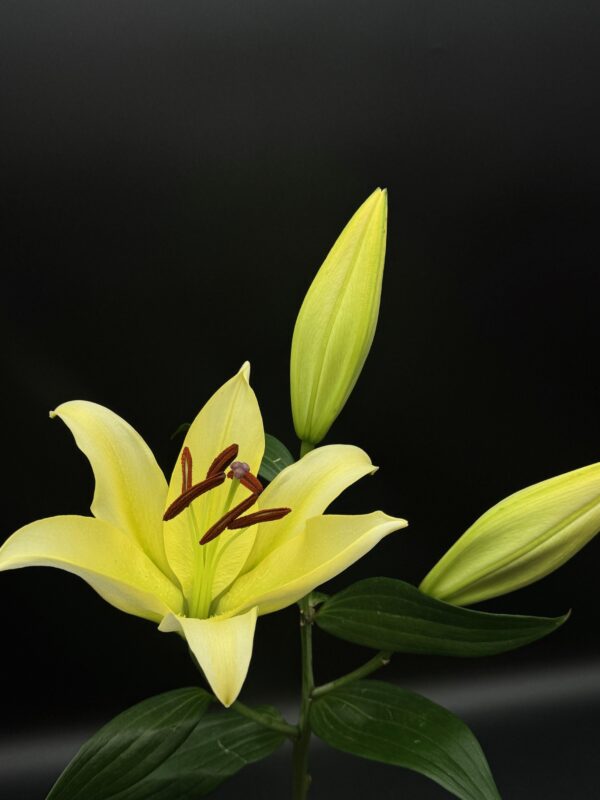 Oriental Lilies - Image 6