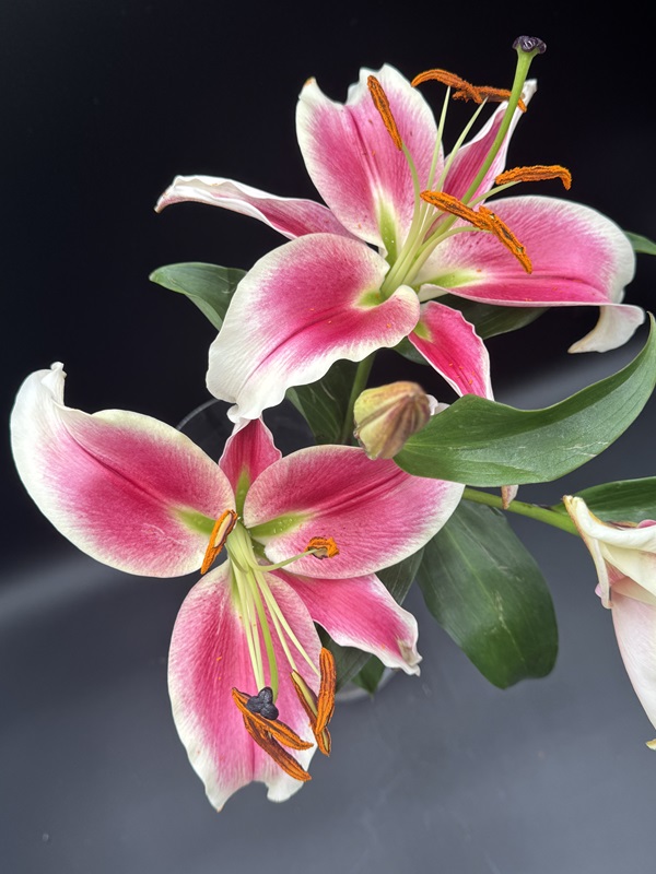 Oriental Lilies