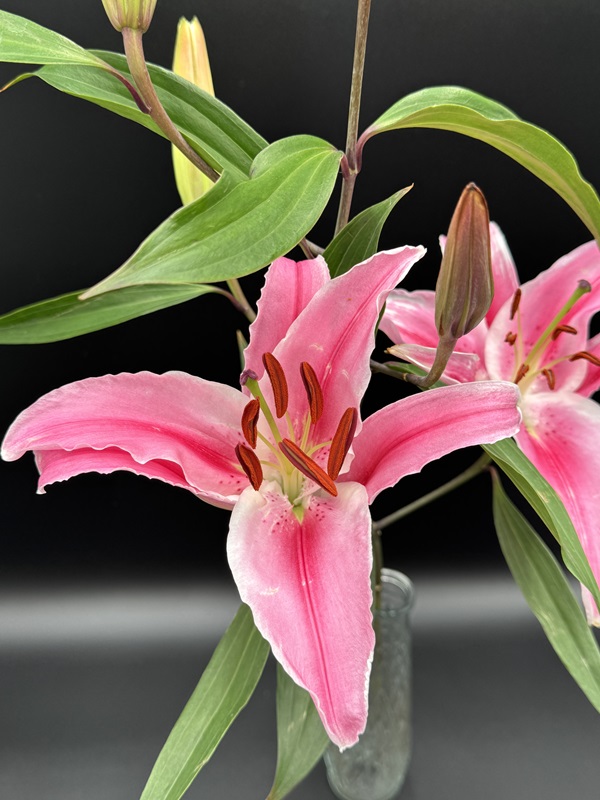 Oriental Lilies - Image 4