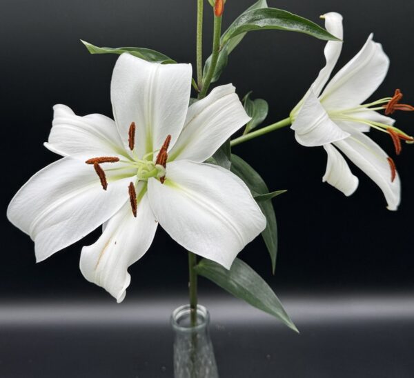 Oriental Lilies - Image 5