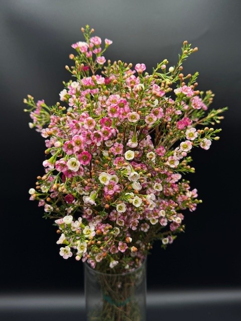 Wax Flower Tri-Fecta