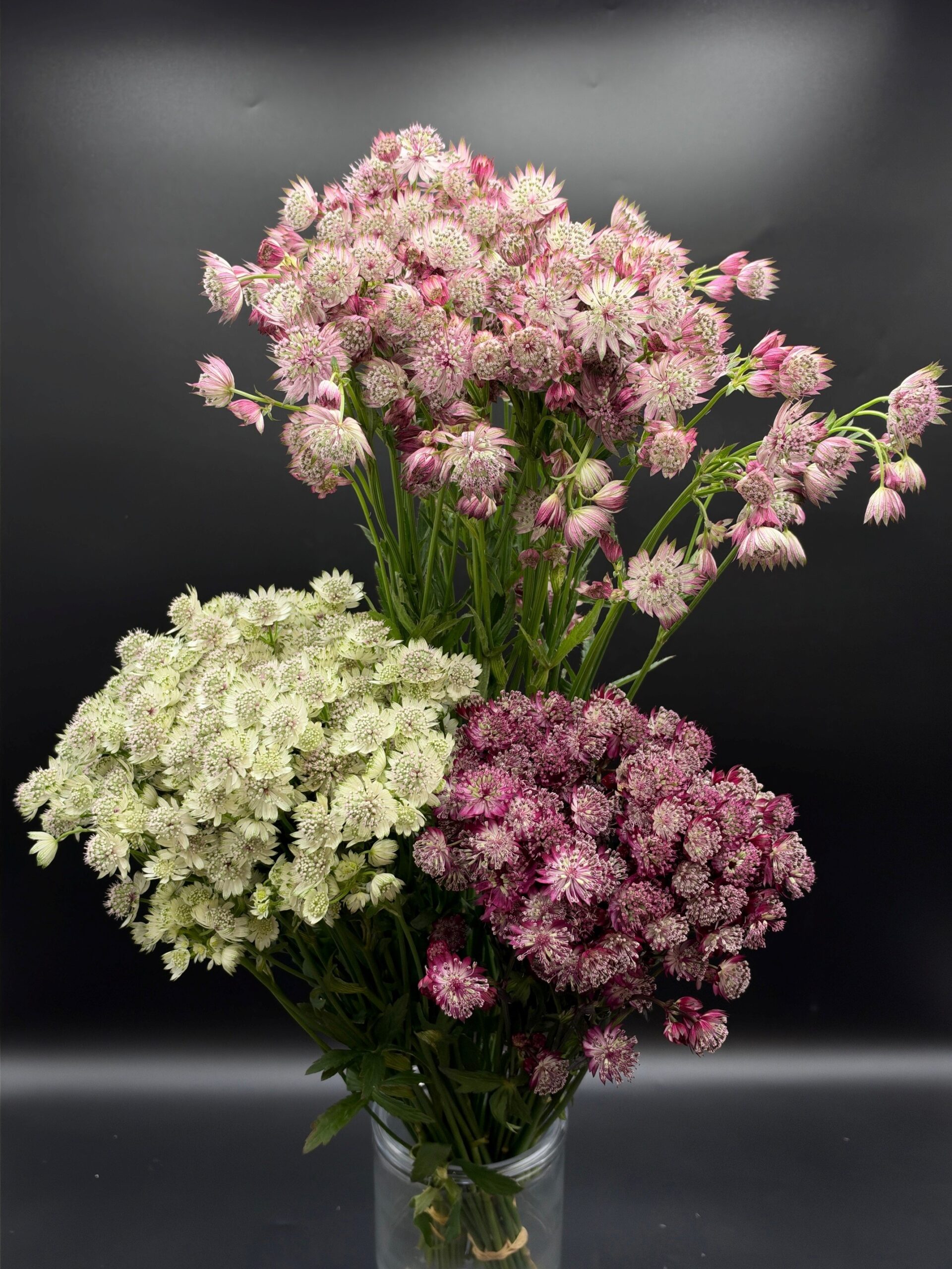Astrantia