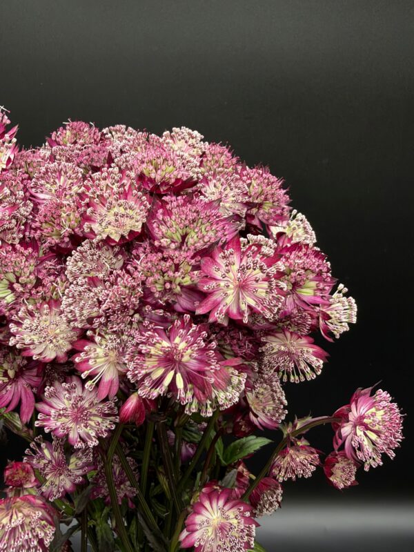 Astrantia - Image 7