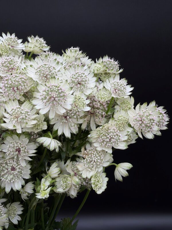 Astrantia - Image 3