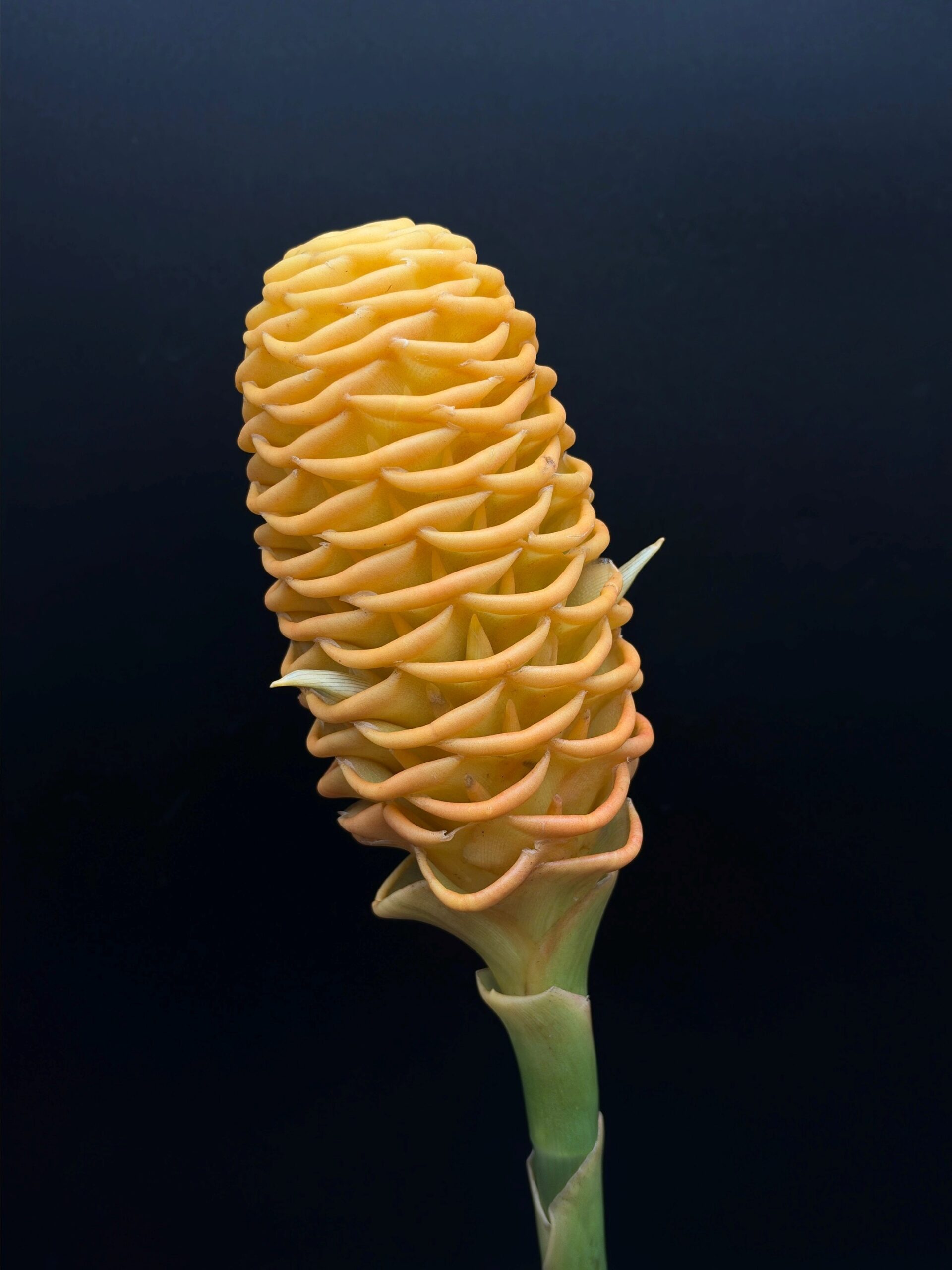 Maracas Yellow